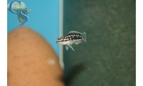Julidochromis ornatus kapampa